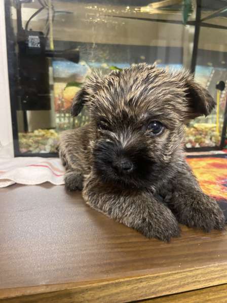 Щенки керн терьера