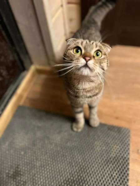 Шотландская вислоухая кошка в дар в Москве фото 3