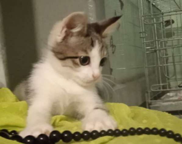 Котенок в добрые руки. Лео, добрейшая душа в Москве фото 4