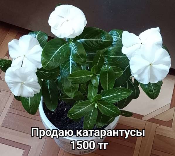 Катарантусы разных расцветок продаю в фото 23