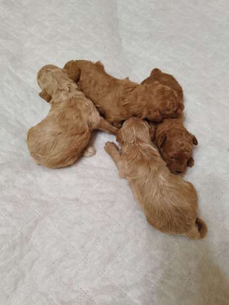 Мальтипу щенки в Москве