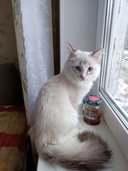 Невский маскарадный котик в Вологде