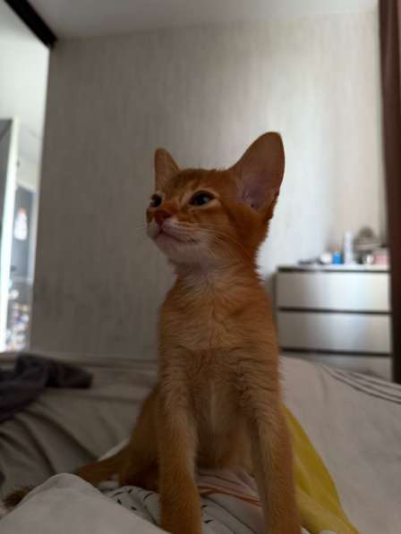 Абиссинские котята