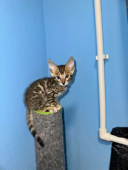 Котята бенгальские в Новокуйбышевске фото 3