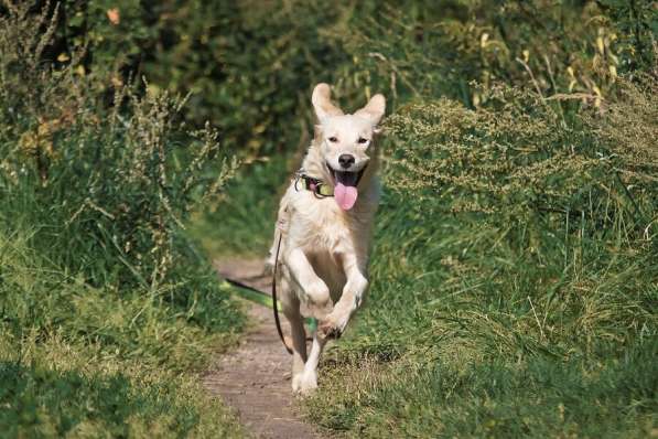Ищет дом чудесный пес Арни в Москве фото 8