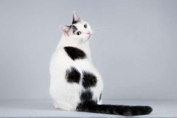 Котейка Андрейка ищет доброе сердце в Москве