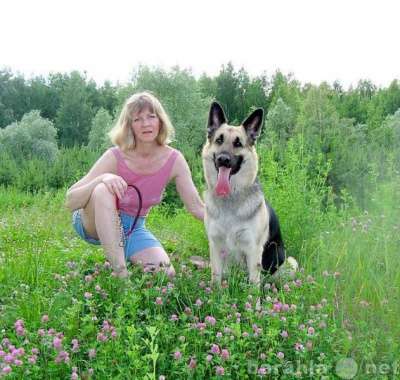 Восточно-европейская овчарка щенки вео в Москве фото 11