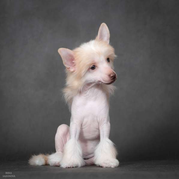 Китайская хохлатая в Москве фото 13