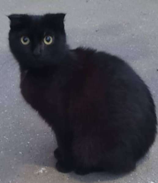 Кошечка вислоухая