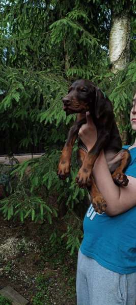 Щенки добермана от титулованных родителей в Санкт-Петербурге фото 5