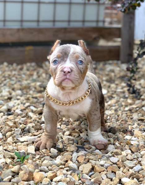 Предлагаются щенки Американский Булли покет в Москве фото 12