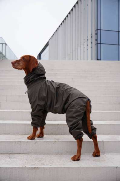 Одежда для собак всех размеров !! в фото 6