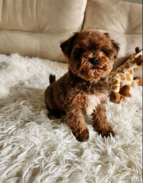 Maltipoo. Boy