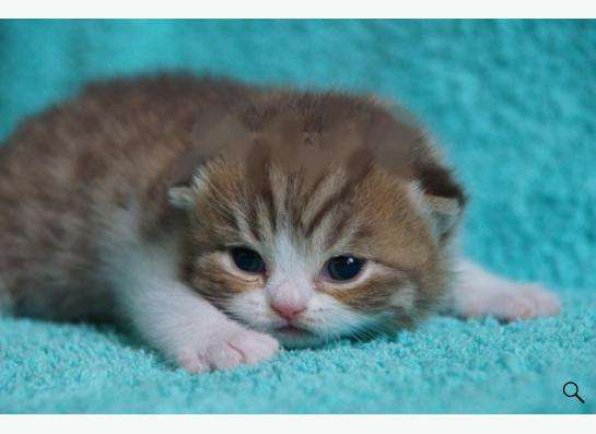 Коты и кошки британские в Новокузнецке фото 19