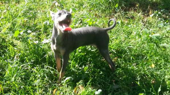 Русский той терьер - мальчик редкого окраса в Москве