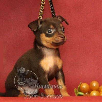 Щенки чихуахуа. Прекрасный выбор мини щенков в Москве фото 6