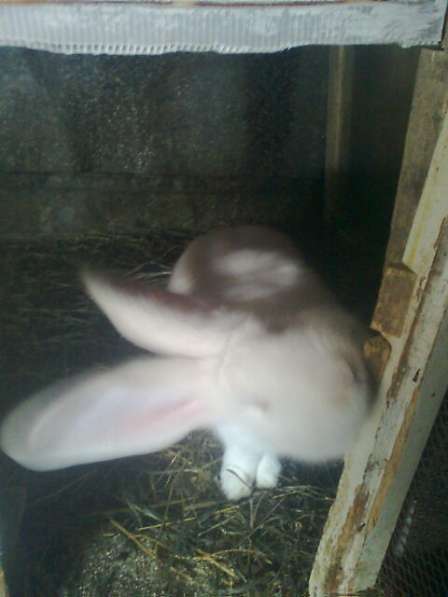 Продам кроликов в Саранске