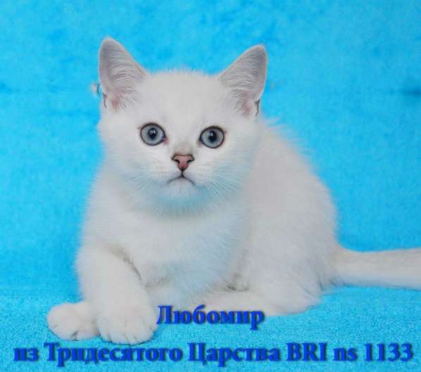 Котята британской серебристой шиншиллы в Новосибирске фото 5