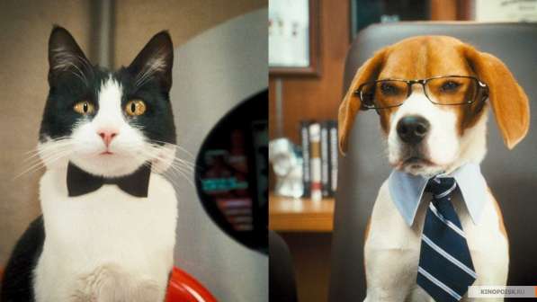 Гостиница для собак Собачья Дача в Екатеринбурге фото 7