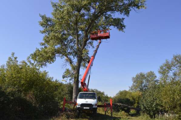 Удаление опасно стоящих деревьев в Белгороде фото 3