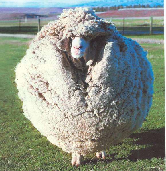Валяем детские валенки из овцы меринос. Теплые, с галошами в Перми фото 9