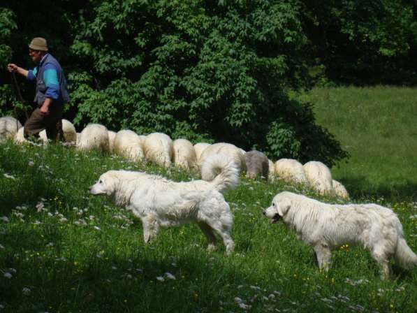 Щенки польской подгалянской овчарки