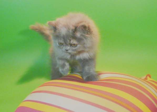 Клубный персидский котенок в Москве фото 4