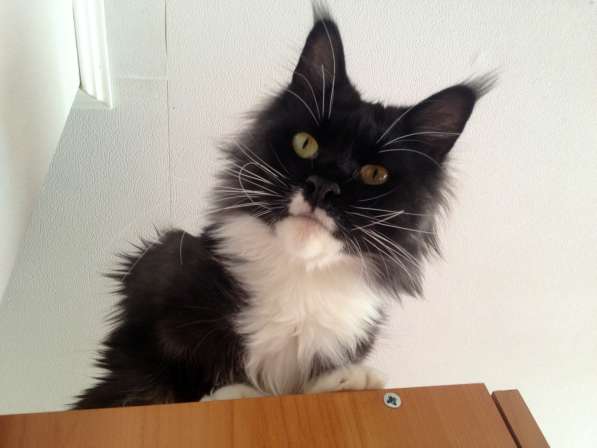 Мейн куны Мальчики и девочки с документами в Краснодаре фото 15