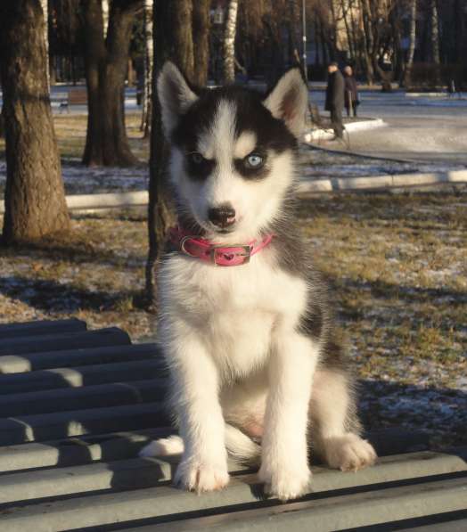 Щенок хаски - девочка в Москве фото 4