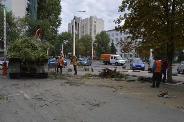 Рубим аварийные деревья в Вашем районе в Белгороде