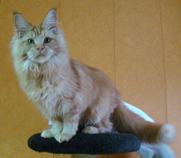Мейн куны! Котята породы Мейн кун! Мэйн кун нежный гигант в в Москве фото 19