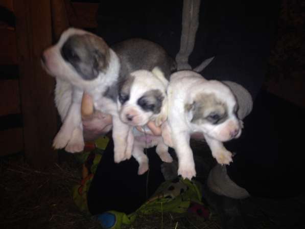 Щенки САО в Москве фото 4