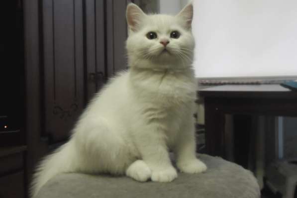 Котик белоснежный породистый