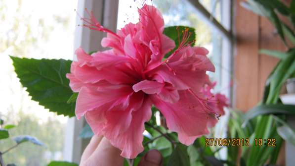 Гибискус розовый махровый в Казани