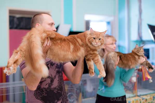 Кот мейн-кун открыт для вязок в Иванове фото 3
