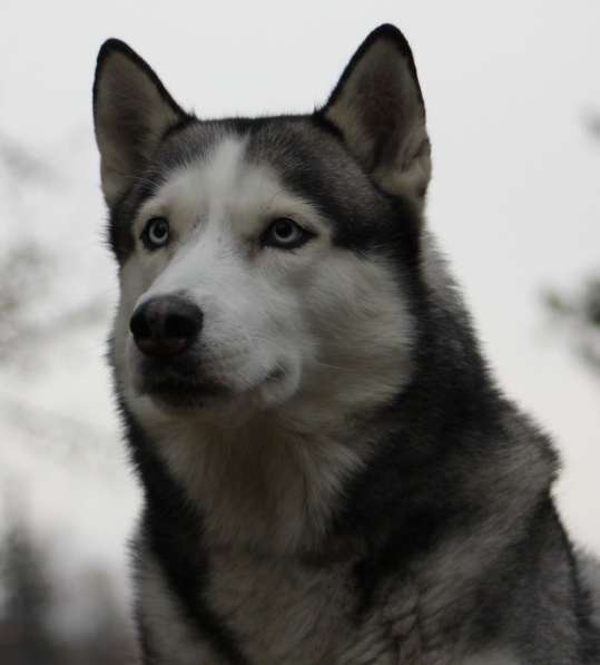 Кобель сибирского хаски для вязки в Москве фото 7