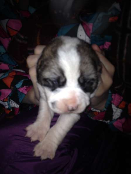 Щенки САО в Москве фото 3