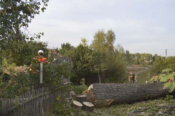 Спиливание деревьев в Белгороде