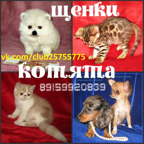 Продаю котят бенгалов недорого в Ярославле фото 3