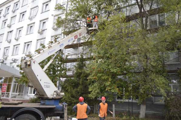 Спил деревьев, аварийных любой сложности в Белгороде фото 3