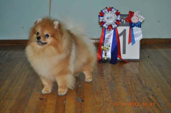 Щенки шпица в Новосибирске фото 3