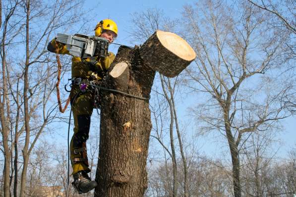 удаление аварийных деревьев в домодедово в Домодедове фото 3