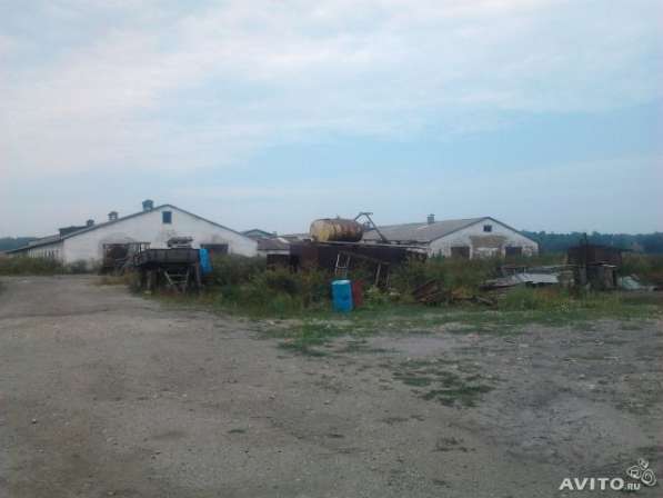 Фермерское хозяйство в Новокузнецке фото 3