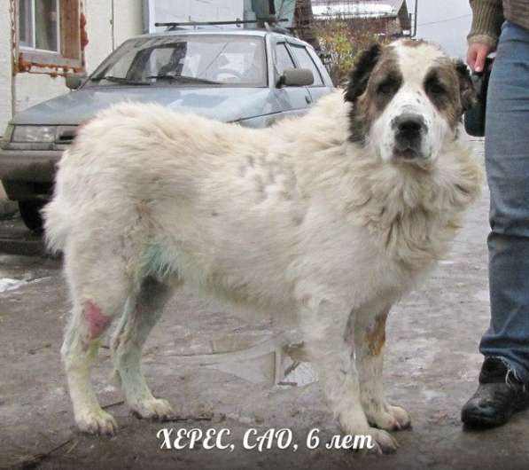 Собаки-гиганты, охранники для дома или предприятия в Екатеринбурге фото 8