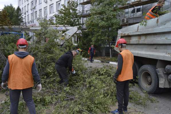 Спил, кронирование, валка деревьев в Белгороде фото 7