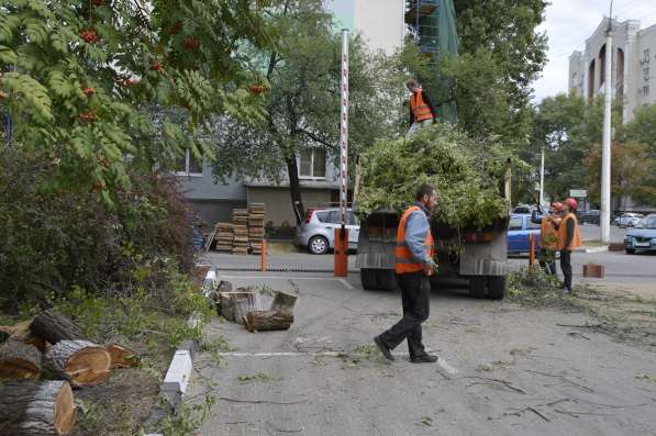 Кронирование и спил аварийных деревьев в Воронеже фото 3