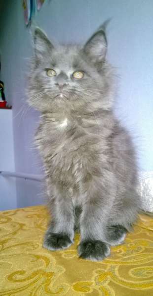 Мейн куны Мальчики и девочки с документами в Краснодаре фото 29