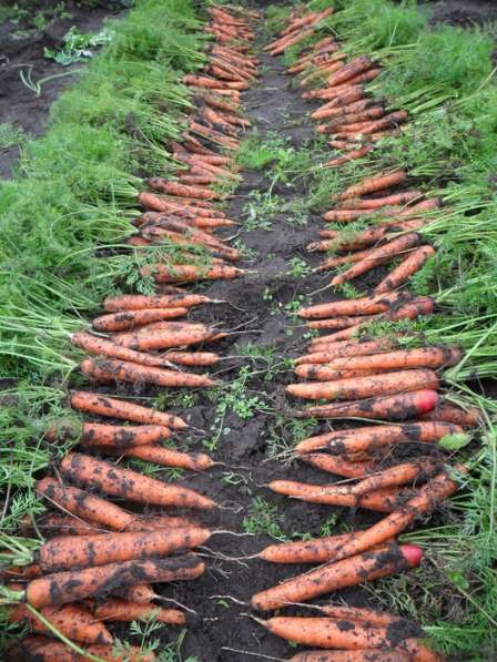 Продам крупную морковь сорт- русский великан в Волоколамске