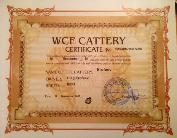 Мейн куны Мальчики и девочки с документами в Краснодаре фото 18