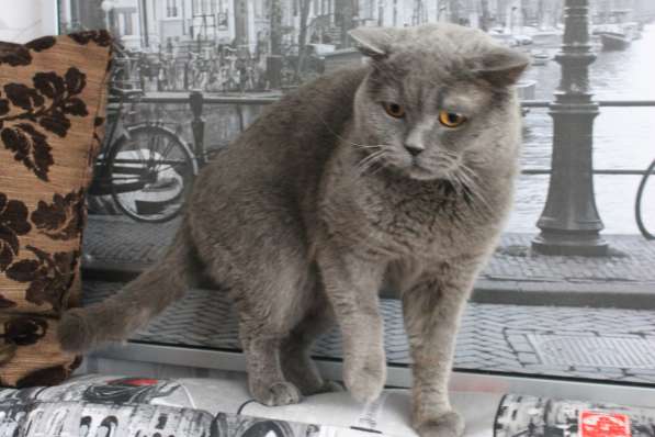 Красивый опытный британец развяжет кошку!!! в Екатеринбурге фото 4